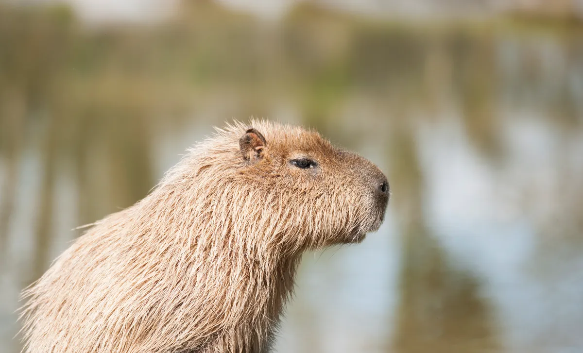 Capybara flying