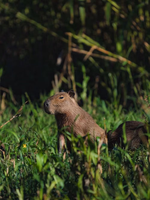 Free A capybara in its natural habitat in Colombia's lush greenery, showcasing wildlife beauty. Stock Photo