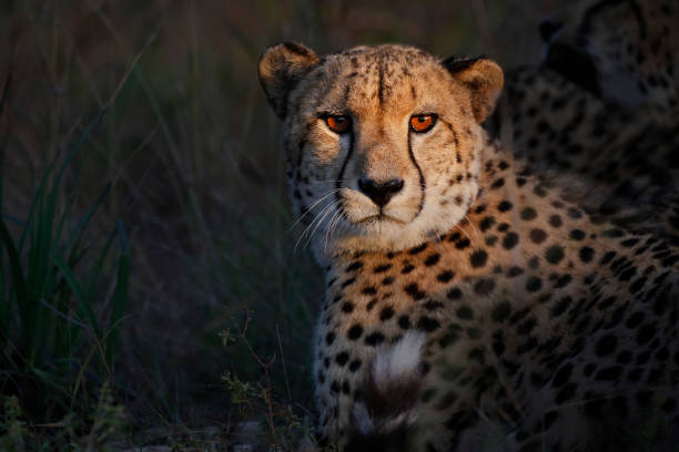 Cheetah in the wild