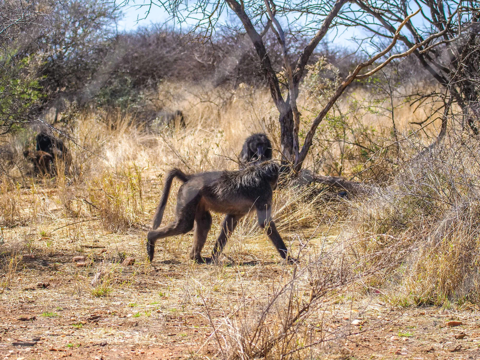 Baboons Cheetah at N/a’an ku sê (Naankuse) Wildlife Sanctuary in Namibia, Africa