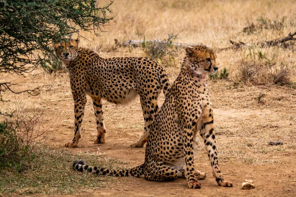 Cheetah in Natural Habitat Wildlife South Africa - Photo, Image