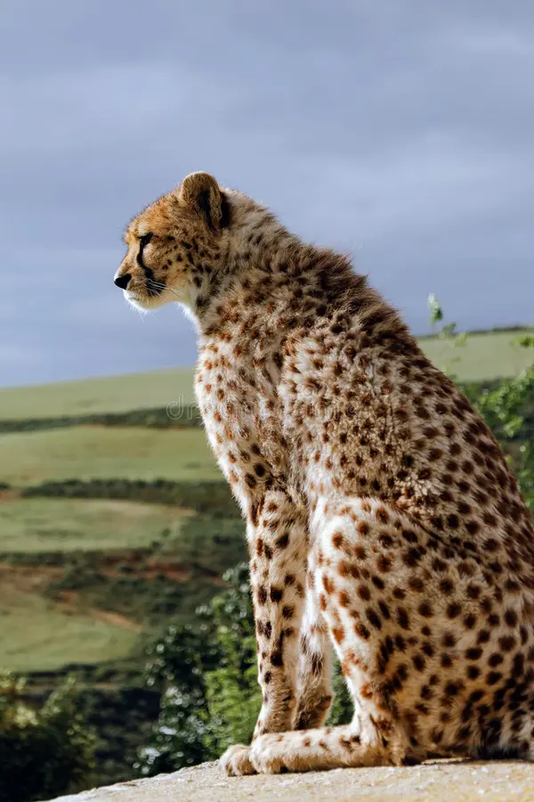 Cheetah sitting on rock, looking over grassy landscape. Wild animal in natural habitat. African wildlife photography for nature concept. Cheetah natural habitat stock images, royalty-free photos and pictures