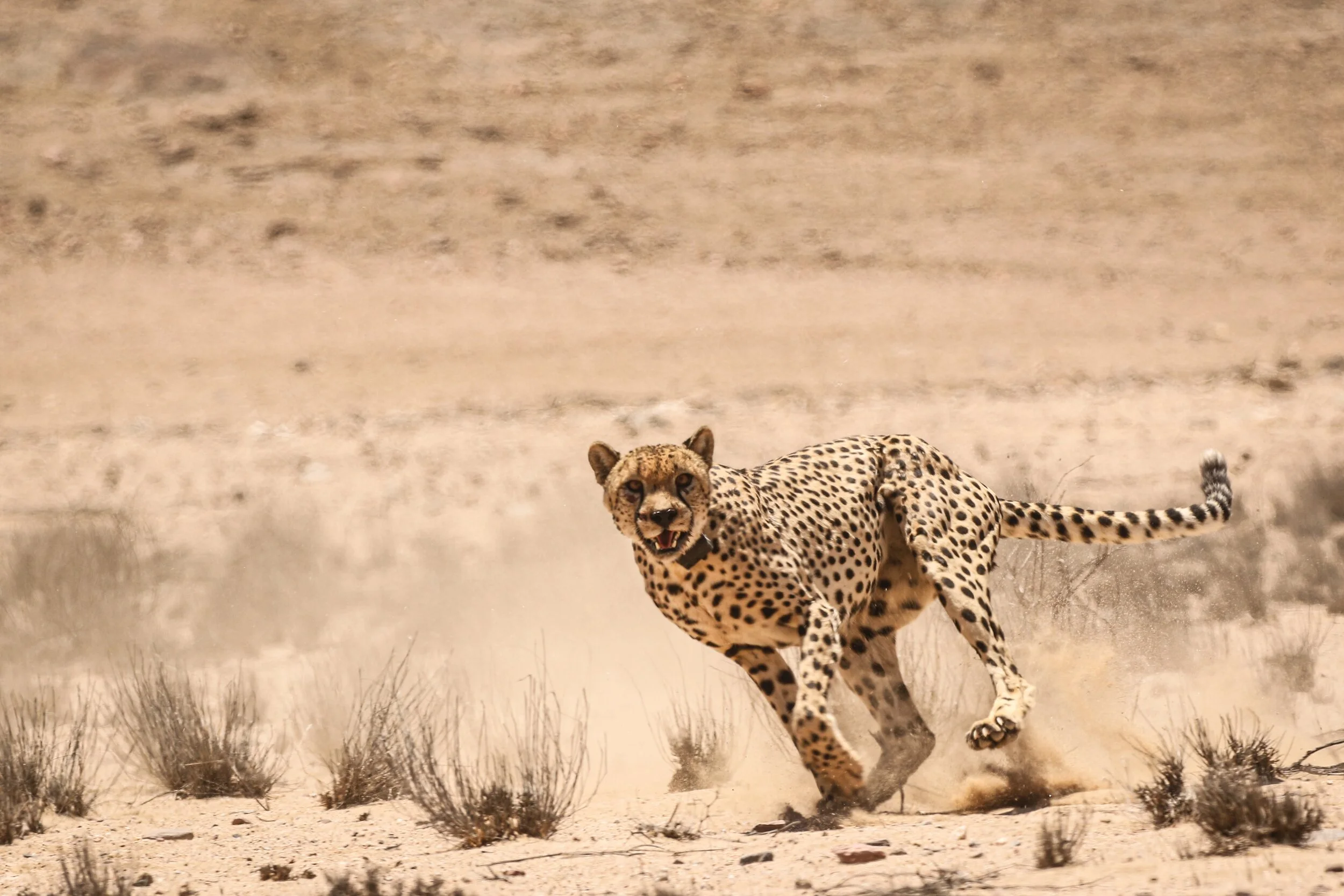 First reported case of anthrax in wildlife in the Namib Desert: Infected zebra most likely causes death of three cheetahs