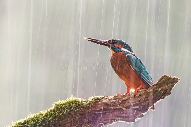 Male common kingfisher, alcedo atthis, in heavy rain. Wildlife scene with bird sitting on a perch during a storm with sun shining from behind. Bright colorful wilderness image. Concept of determination and motivation. Common kingfisher bird stock images, royalty-free photos and pictures