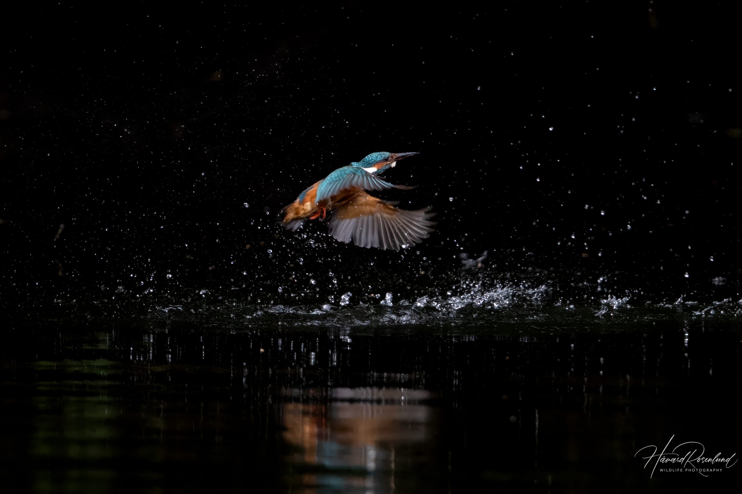 Common Kingfisher (Alcedo atthis) @ Sandvika, Norway. Photo: Håvard Rosenlund
