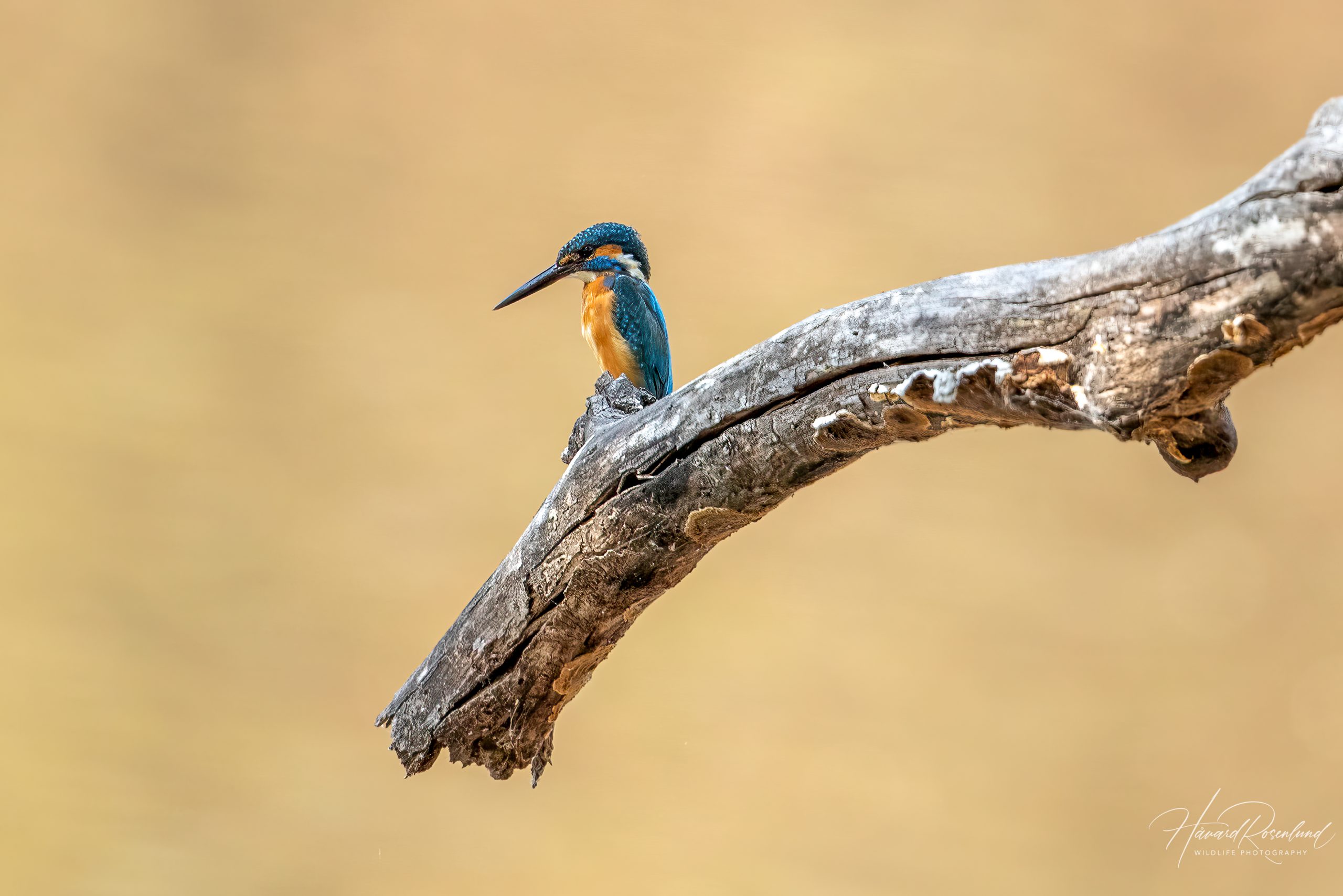 Common Kingfisher in the wild