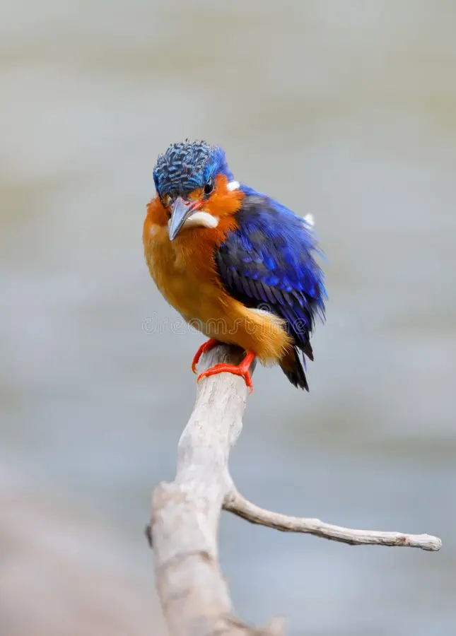 Madagascar beautiful bird kingfisher, Corythornis vintsioides, sitting on a branch. Ankarafantsika National Park, Madagascar wildlife, Africa. Common kingfisher bird stock images, royalty-free photos and pictures