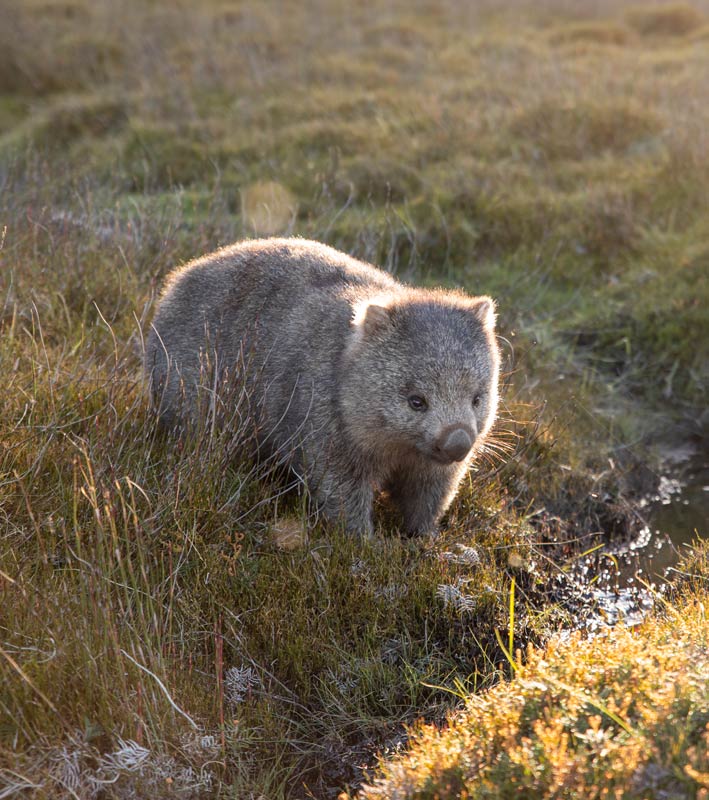 Common Wombat in the wild