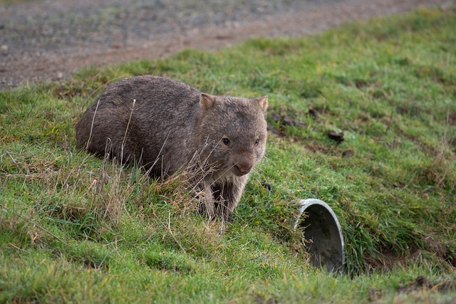 Free Wombat Common Wombat photo and picture