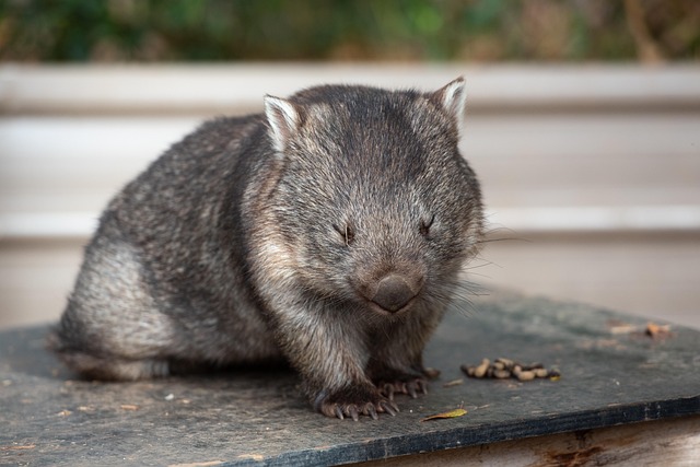 Free Common Wombat Coarse-Haired Wombat photo and picture