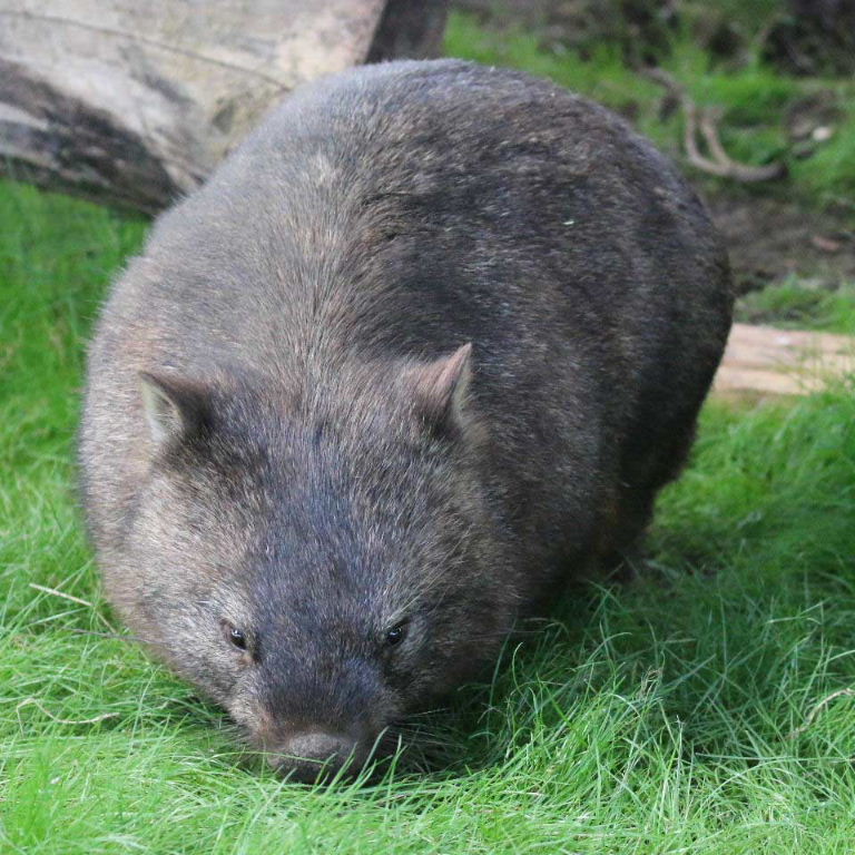 Common Wombat