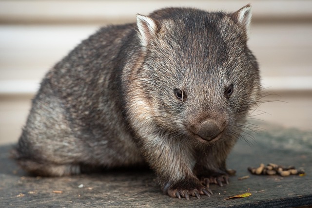 Free Common Wombat Wombat photo and picture
