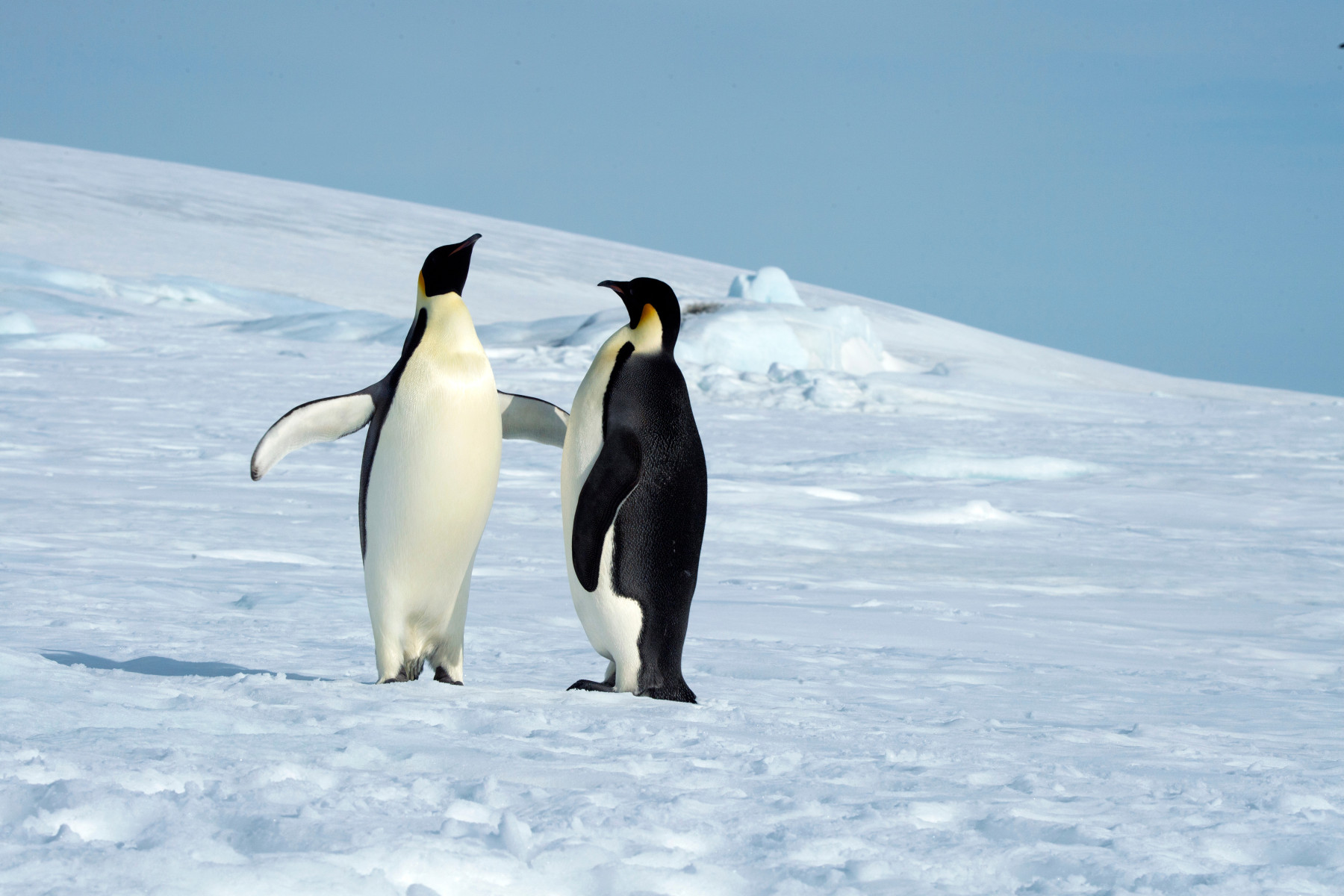 An Emperor Penguin pair in courtship displays and behaviors Antarctica Shutterstock Secret Atlas