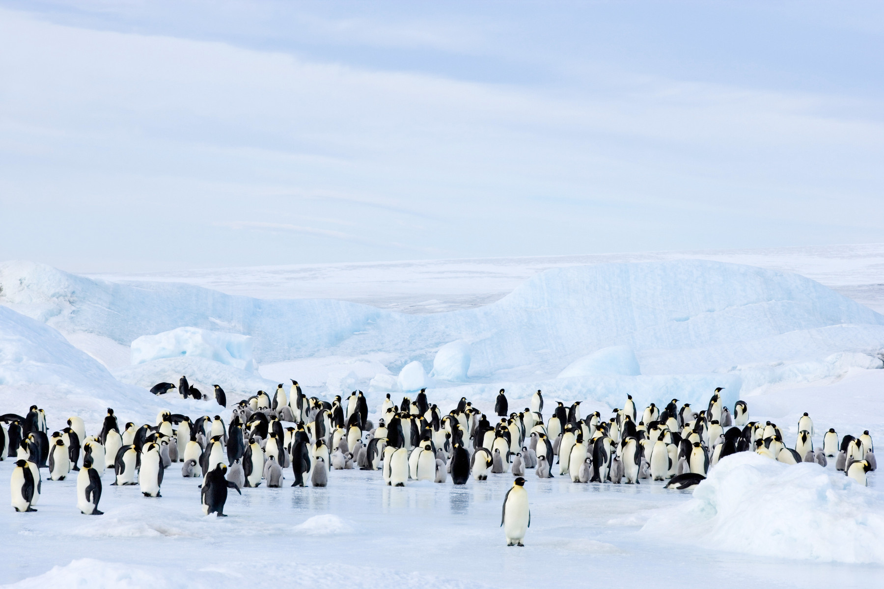 Emperor Penguin in the wild