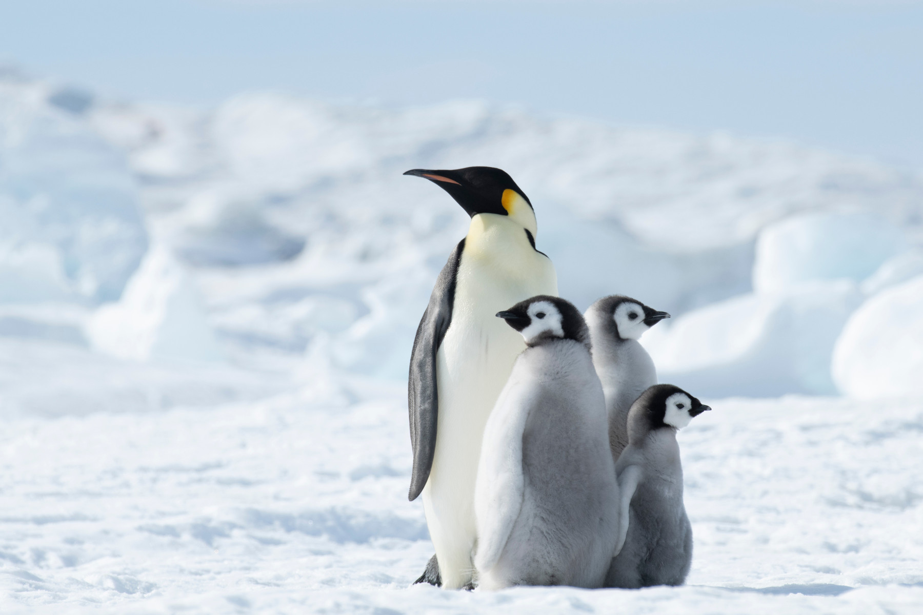 Emperor Penguin with three chicks in Antarctica Shutterstock Secret Atlas