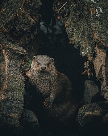 Eurasian Otter in the wild