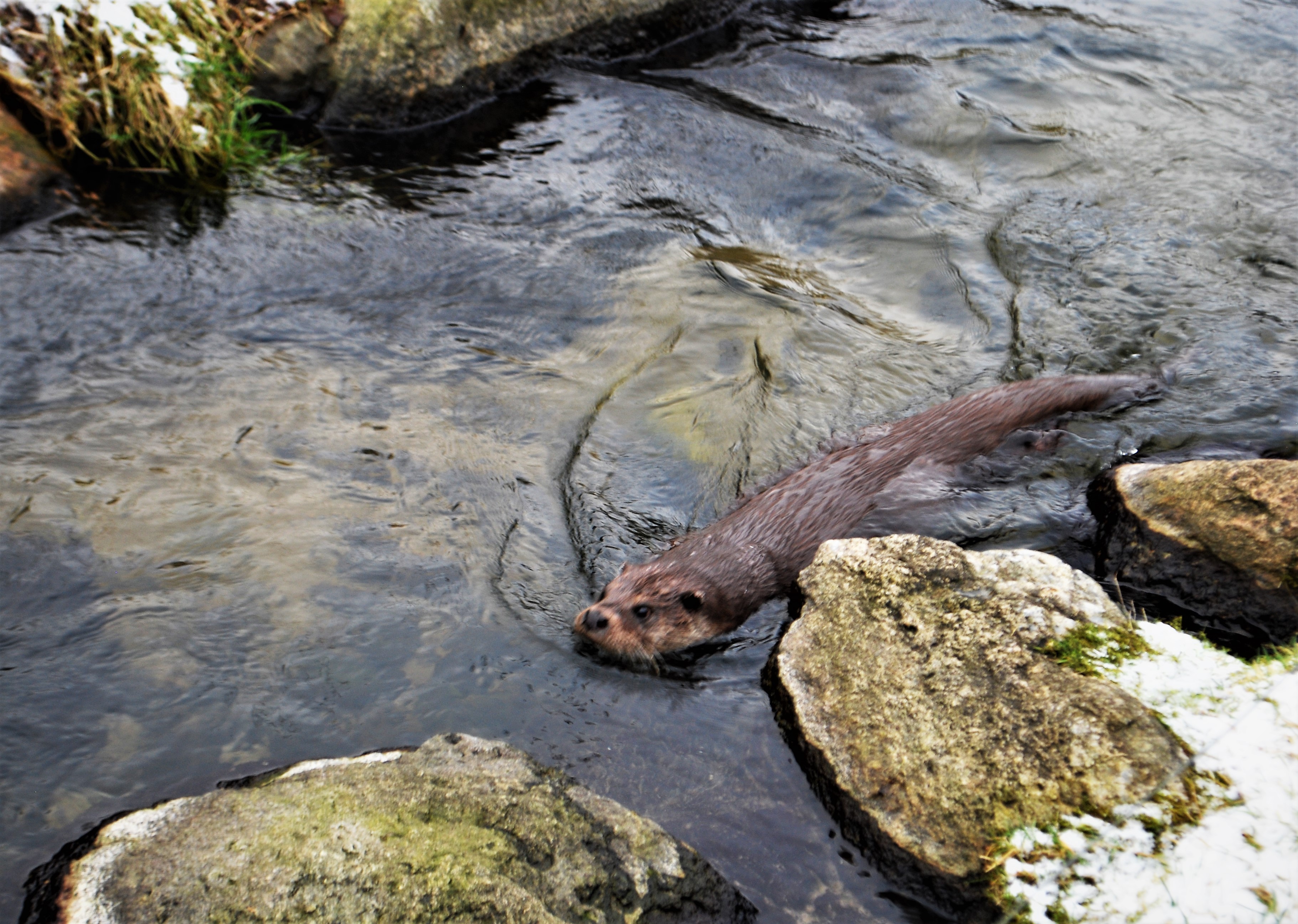 Eurasian otter.1.JPG