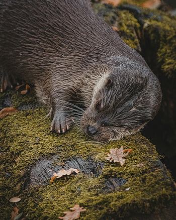 Eurasian otter, sleeping otter, moss-covered rock, autumn leaves, nature tranquility, peaceful otter, wildlife photography, forest scene, otter habitat, natural setting, serene animal