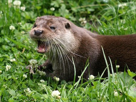 Eurasian otter