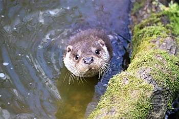 otter, water, Eurasian otter, close-up, curious otter, mossy logs, nature, wildlife, aquatic animal, river otter, otter in water