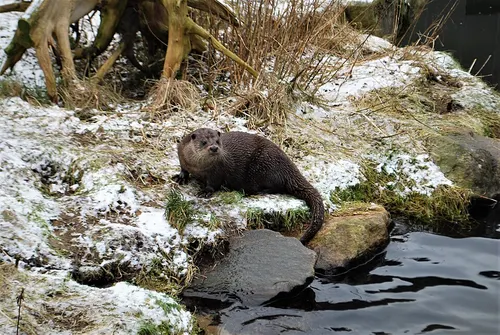 Eurasian otter.3.JPG