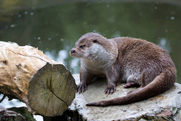 Eurasian otter in the wild Eurasian otter in the wild near the river eurasian otter stock pictures, royalty-free photos & images