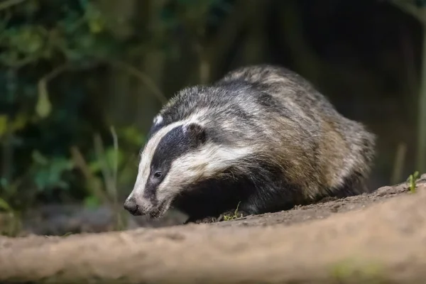 European Badger (Meles meles) walking in forest at night. Drenthe, Netherlands. Wildlife scene of nature in Europe. - Photo, Image