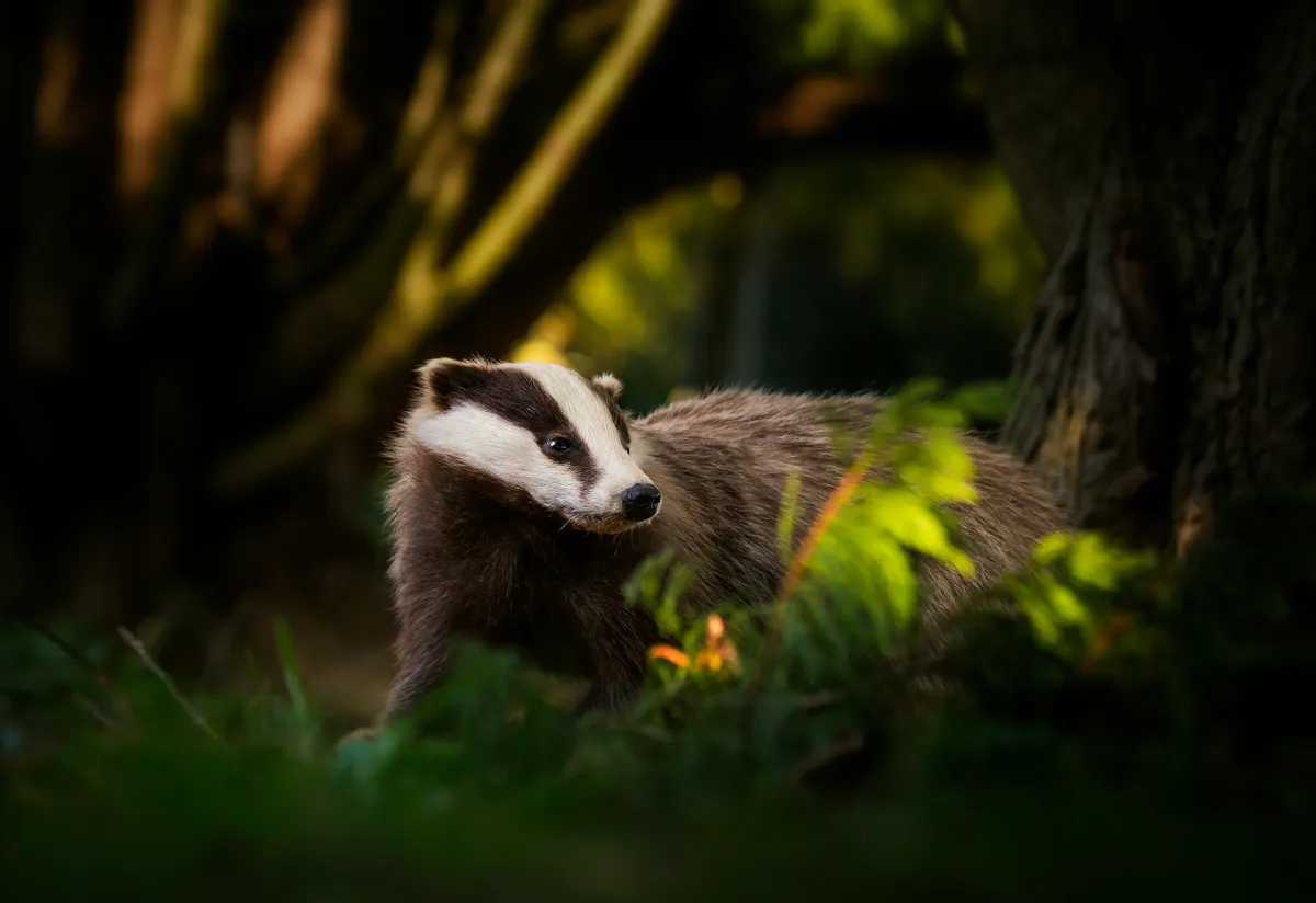 European Badger (Meles meles) on an evening stroll