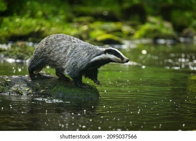 European Badger in the wild