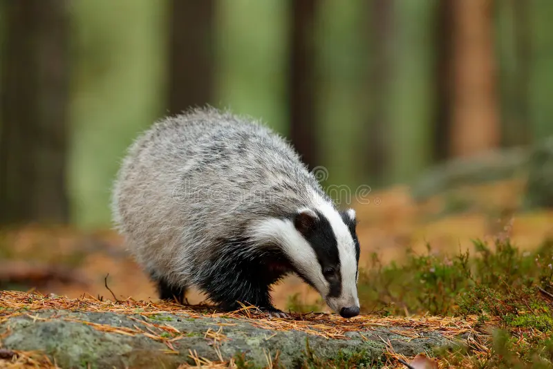 Badger in forest, animal nature habitat, Germany, Europe. Wildlife scene. Wild Badger, Meles meles, animal in wood. European badge royalty free stock photography