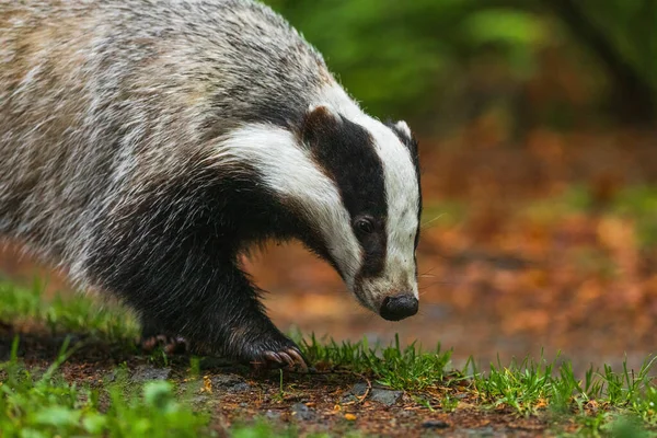 Badger in colorful autumn forest. Portrait of European badger, Meles meles, sniffing about prey. Rainy day in nature. Wildlife scene from fall. Black and white striped animal. Nocturnal wild beast. - Photo, Image