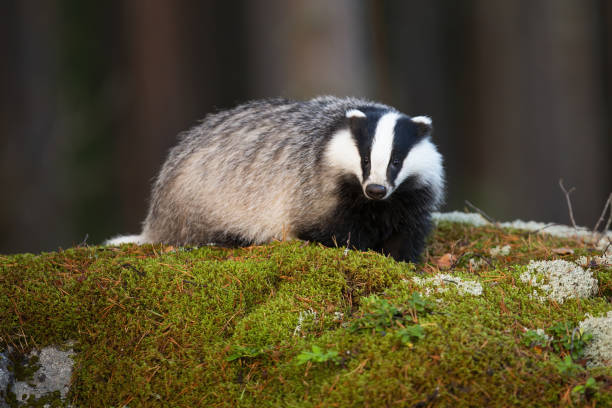 Fluffy european badger facing camera on mossy rock in summer forest Fluffy european badger, meles meles, facing camera on mossy rock in summer forest. Fat mammal with black and white stripes in green nature. Animal wildlife in wilderness. black badger stock pictures, royalty-free photos & images