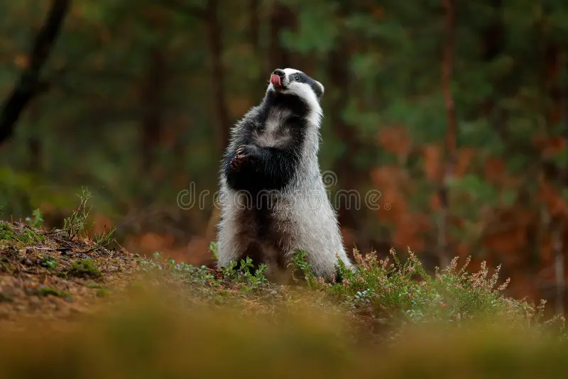 Badger in forest, animal nature habitat, Germany, Europe. Wildlife scene. Wild Badger, tongue, animal in wood. European badger, autumn pine green forest. Mammal environment, rainy day. European badger stock images, royalty-free photos and pictures