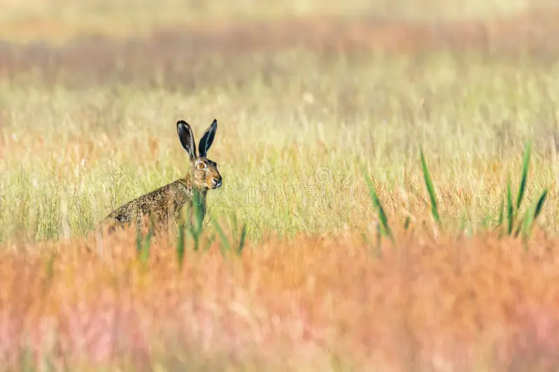 European Brown Hare Lepus europeaus in field Wildlife. European brown hares stock images, royalty-free photos and pictures