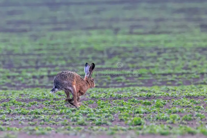 European Brown Hare (Lepus europeaus) running in field, wildlife. European brown hares stock images, royalty-free photos and pictures