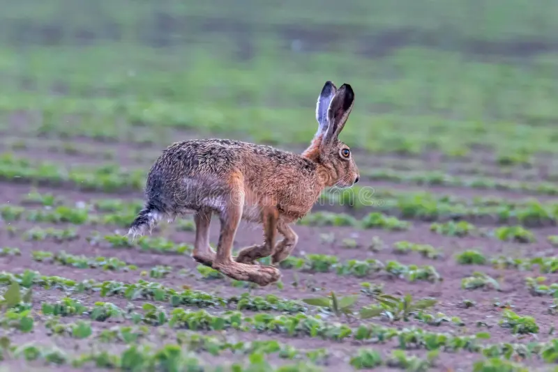 European Brown Hare Lepus europeaus running in field background. European brown hares stock images, royalty-free photos and pictures