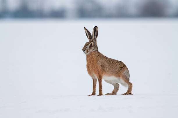 European brown hare European brown hare lepus europaeus in winter. One wild animal on field covered with snow. wild hare stock pictures, royalty-free photos & images