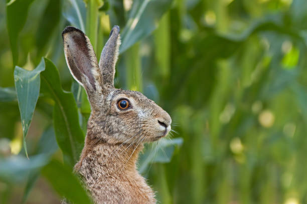 Alert European brown Hare, Lepus europaeus Alert European brown Hare, Lepus europaeus, facing the camera. Portrait of wild animal. Close-up of bunny in corn field. wild hare stock pictures, royalty-free photos & images