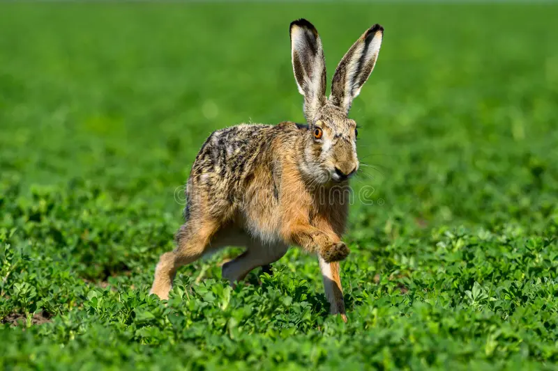 European Brown Hare in the wild