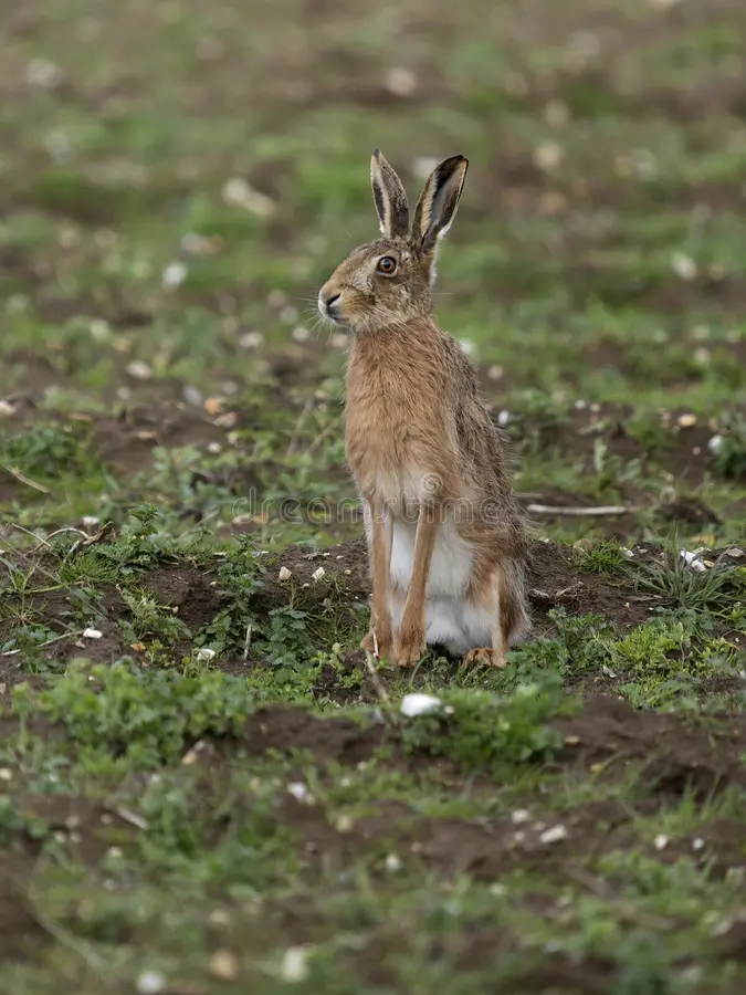 European brown hare, Lepus europaeus, single mammal running on grass, Norfolk, March 2026. European brown hare stock images, royalty-free photos and pictures