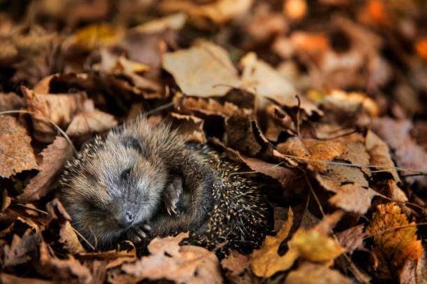 European Hedgehog in the wild
