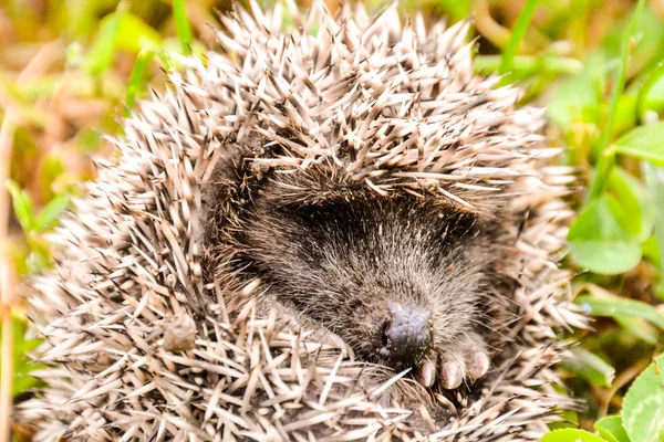 European Hedgehog Mammal Animal - Photo, Image