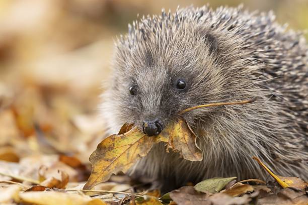 european hedgehog (erinaceus europaeus) adult animal on fallen autumn leaves in a garden carrying a leaf in its mouth for bedding during hiberation, england, united kingdom - european hedgehog stock pictures, royalty-free photos & images