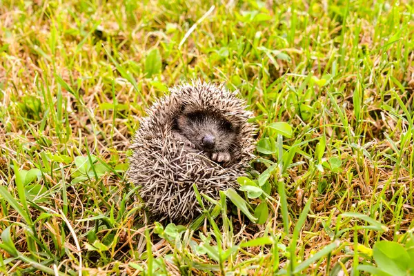 Photo Picture of an European Hedgehog Mammal Animal - Photo, Image