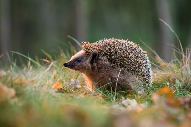 European hedgehog (Erinaceus europaeus) Little hedgehog. hedgehog natural habitat stock pictures, royalty-free photos & images