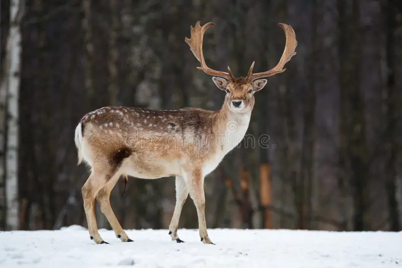 Fallow Deer Buck. Majestic powerful adult Fallow Deer, Dama dama, in winter forest, Belarus. Wildlife scene from nature, Europe. A male of fallow deer Daniel with grate antlers standing on the snow. Fallow deer head stock images, royalty-free photos and pictures