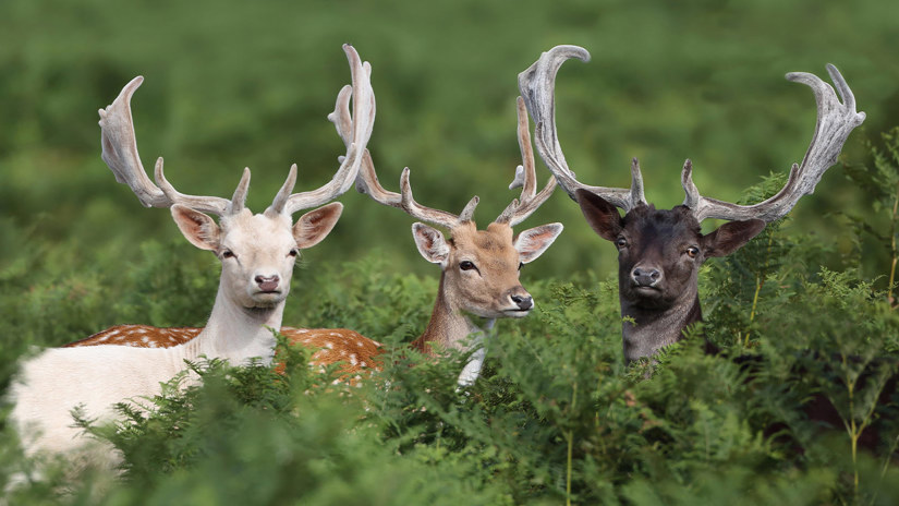 Fallow Deer flying
