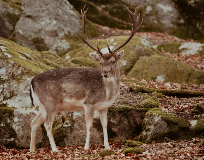 a fallow buck deer in the wild