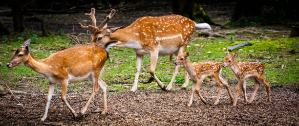 Fallow deer family - wildlife banner Panoramic photo of Fallow deer family. Doe, stag and two fawns are on the edge of the forest. The stag has new antlers which have recently begun to grow and are still covered with skin. fawn of fallow deer stock pictures, royalty-free photos & images