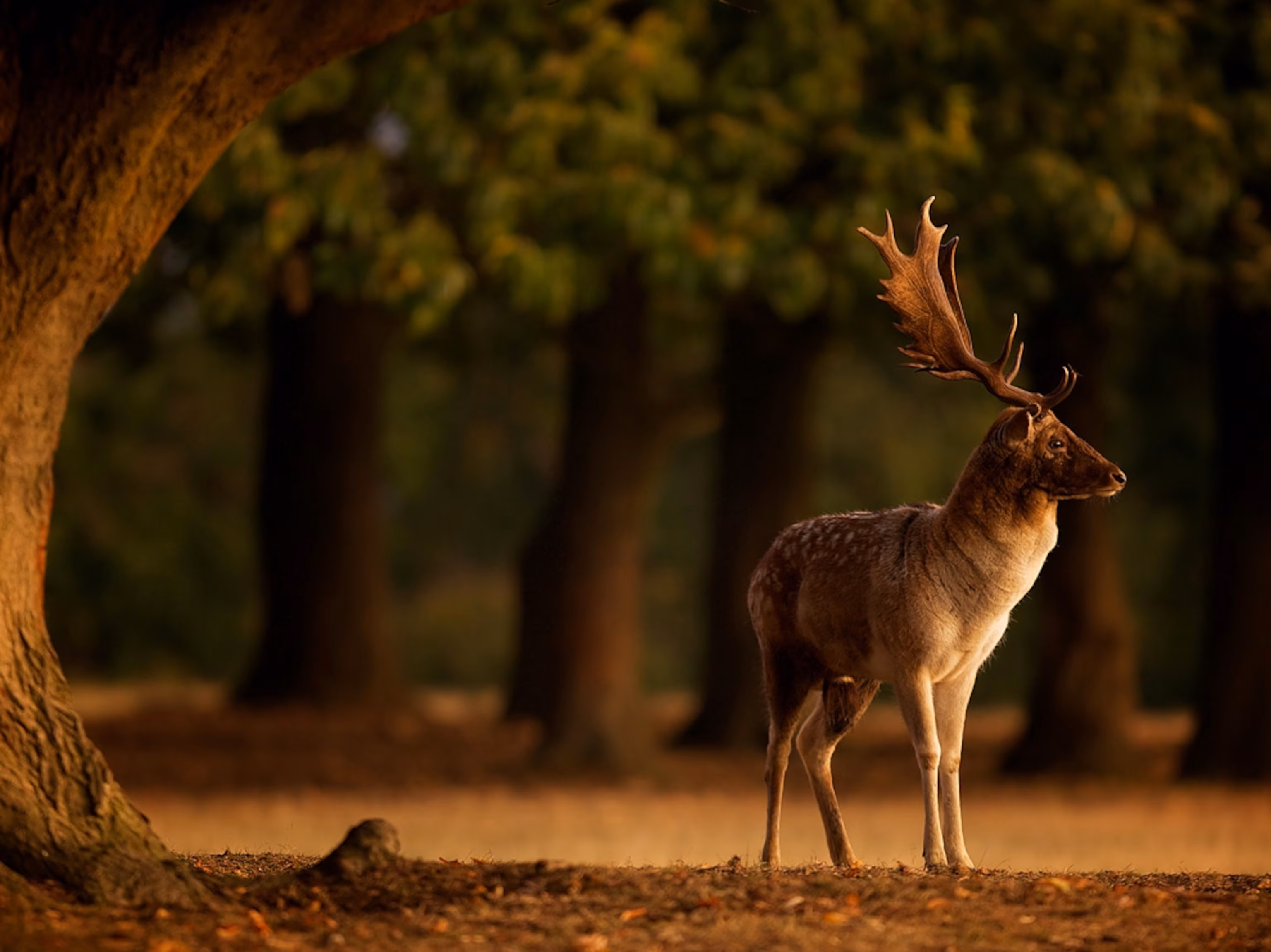 A fallow deer at sunrise
